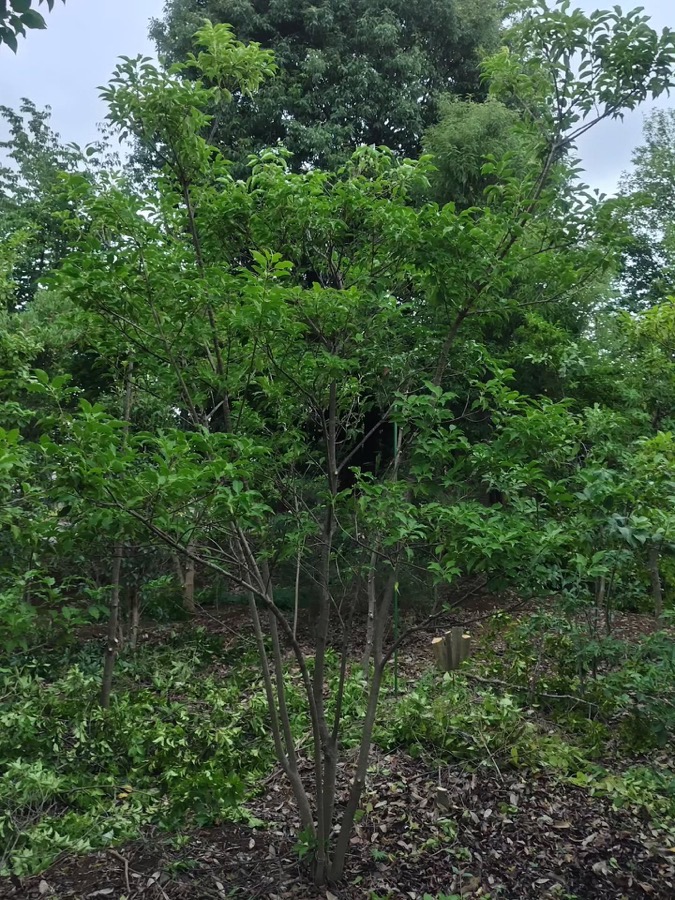 畑の整理中。 奥の方で忘れ去られたソヨゴが山採風のいい感じに。 何株かあるので秋に移植しましょう。 #立川市 #植木 #庭木 #ガーデニング #ソヨゴ
