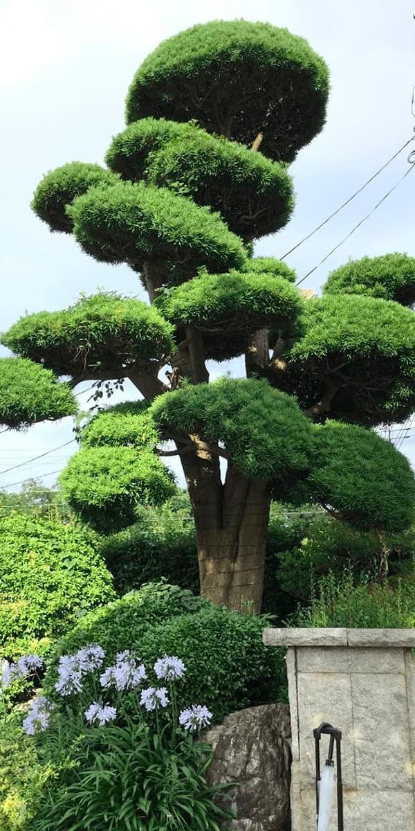 常緑樹